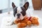 French bulldog with teddy bear