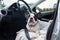 French bulldog waiting inside the car for a ride