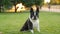 French bulldog on a walk in the evening. Black and white French bulldog sits on the grass in the park in summer.