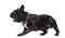 French Bulldog walking and barking