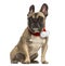 French bulldog wearing a christmas scarf, sitting, isolated