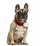 French bulldog wearing a christmas scarf, sitting, isolated