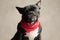 French bulldog wearing red bandana sitting and staring at camera