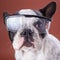 French bulldog wearing safety glasses