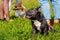 French Bulldog and Welsh Corgi dogs near their owners in the park on a walk