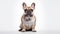 French Bulldog on White Background