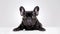 French Bulldog on White Background