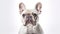 French Bulldog on White Background