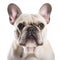 French Bulldog on white background