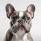 French Bulldog on white background