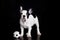 French bulldog on white background dog football soccer
