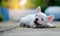 French bulldog white lying on the concrete floor.