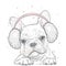 French Bulldog in winter headphones. Print on clothes. Cute puppy. Pedigree dog. Winter