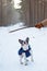 French bulldog in winter jacket