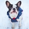 French bulldog in winter jacket