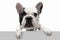 French Bulldog young dog is posing. Cute playful white-black doggy or pet on white background. Concept of motion, action