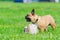 French bulldog. Young energetic dog is walking and playing.