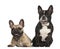 French bulldogs, 18 months old, sitting