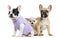 French bulldogs and Chihuahua, isolated