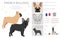 French bulldogs in different poses. Adult and puppy set