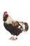 French Chicken called Faverolle, Cockerel against White Background