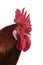 French Chicken called Gaulois Dore, Portrait of Cockerel against White Background