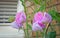 French colonial sweet peas flowers plants gardens small patio potted container garden summer spring