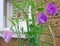 French colonial sweet peas flowers plants gardens small patio potted container garden summer spring