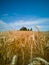 In the French countryside, a 12th century church in front of a wheat field