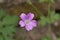 French crane bill Geranium endressii