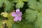 French crane bill Geranium endressii