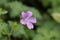 French crane bill Geranium endressii