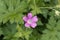 French crane bill Geranium endressii