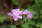 French cranesbill Rose Clair