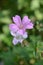 French cranesbill Rose Clair