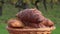 French croissants in a rotating basket