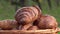 French croissants in a rotating basket