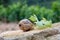 French cuisine, big tasty edible land snails escargot growing on vineyards in Burgugne, France