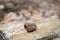 French cuisine, big tasty edible land snails escargot growing on vineyards in Burgugne, France