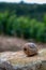 French cuisine, big tasty edible land snails escargot growing on vineyards in Burgugne, France