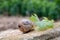 French cuisine, big tasty edible land snails escargot growing on vineyards in Burgugne, France