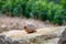 French cuisine, big tasty edible land snails escargot growing on vineyards in Burgugne, France