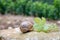 French cuisine, big tasty edible land snails escargot growing on vineyards in Burgugne, France