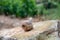 French cuisine, big tasty edible land snails escargot growing on vineyards in Burgugne, France