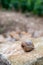 French cuisine, big tasty edible land snails escargot growing on vineyards in Burgugne, France