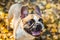 French dog bulldog on a autumnal nature background