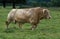 French Domestic Cattle, Blonde d`Aquitaine, Bull