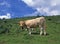 French Domestic Cattle, Blonde d`Aquitaine, cow