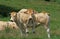 French Domestic Cattle, Blonde d`Aquitaine, cows