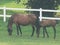 French farm horses green summer